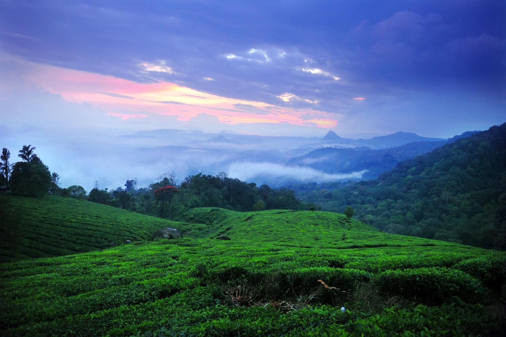 Violet Woods Ξενοδοχείο Munnar Εξωτερικό φωτογραφία